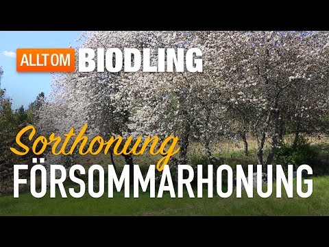 Försommarhonung - Sorthonung - Honung
