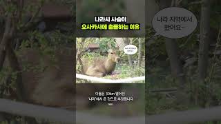 나라의 천연기념물에서 오사카의 천덕꾸러기 된 일본 사슴 근황｜크랩