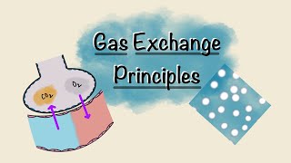 Gas Exchange Principles in Respiration | Gas diffusion | Respiratory Physiology