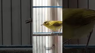 Download lagu cikrak daun ngeroll mp3 Download lagu cikrak daun ngeroll mp3