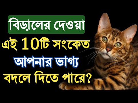বিড়ালের দেওয়া এই 10টি সংকেত আপনার ভাগ্য বদলে দিতে পারে? বিড়ালের সংকেত | Cat Sign