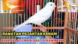 Download lagu TREATMENT FOR MALE CANARY TO ALWAYS BE FILLED AND NOT ZONK WHEN MATING mp3