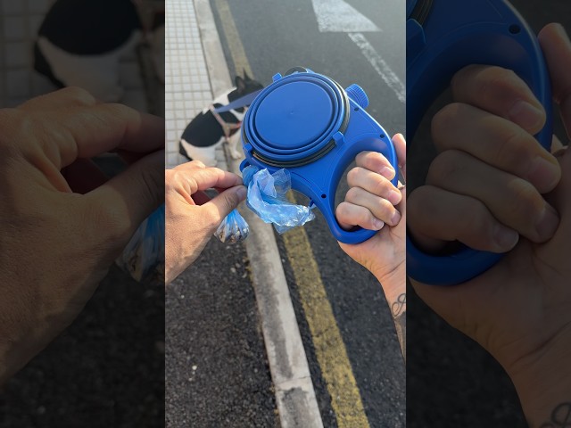 Vídeo relacionado con 2026 Correa para perros Halloween Mascota Perro Correa Metal Hebilla Sombrero Calabaza Sombrero Estampado Murciélago Lindo Accesorio Festival (E, M)