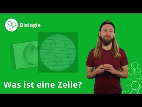 Die Zelle: Was ist das und welche Funktion hat sie? – Biologie | Duden Learnattack