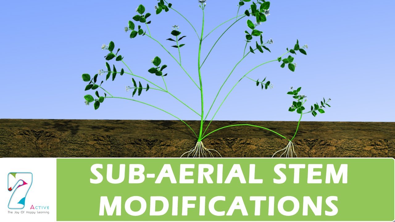 SUB-AERIAL STEM MODIFICATIONS - YouTube