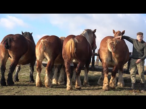 Caii lui Gabi de la Bata, Bistrita Nasaud - 2024 Nou!!!