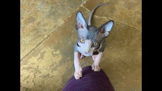 Baby Sphynx Kitten Reveal