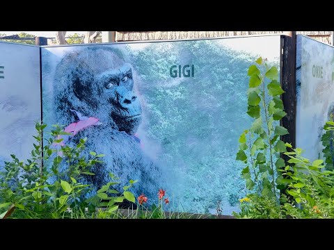 Franklin Park Zoo Boston Massachusetts | 2023 Tour! 🦍🦒