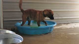 Video preview image #1 Boxer-Mountain Cur Mix Puppy For Sale in Woodsfield, OH, USA