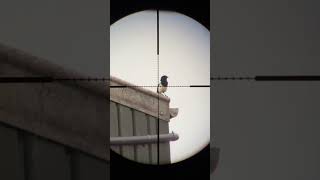 Download lagu Satu sarang lagi terselamatkan, satu burung murai berkurang #pengendalianhama #senapanangin #hoodedhunter #senjataangin mp3 Download lagu Satu sarang lagi terselamatkan, satu burung murai berkurang #pengendalianhama #senapanangin #hoodedhunter #senjataangin mp3