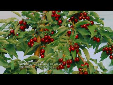 Delta Agrar World of freshness Zajecar Sweet Cherry 2 min