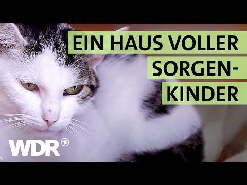 Ausgesetzt und schwer verletzt: Wird die Katze überleben? | S02/E04 | Hallo Tierheim | WDR
