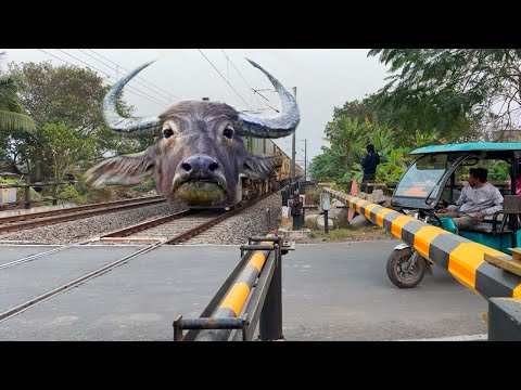 Dangerous Buffalo Headed Teesta Torsa Express Furiously Crossing at Railgate