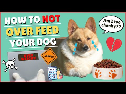 How To NOT Over Feed Your Dog | Count Calories For Dogs (English)