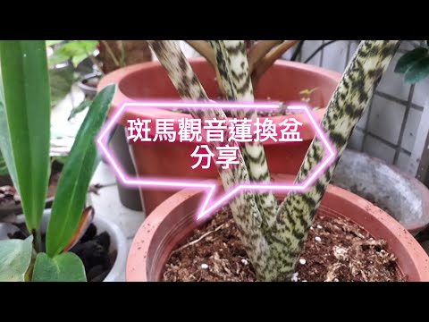 斑馬觀音蓮