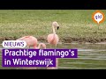Prachtige flamingo's in 't Hilgelo