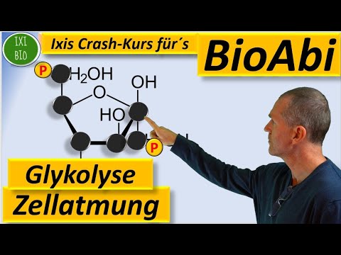 Glykolyse detailliert (NEU) - Zellatmung vertiefend - Vorbereitung auf das Biologie Abitur