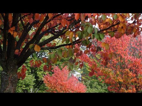 Herbst ist da / Autumn Comes - mit Text