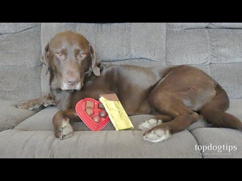 What to Do if Your Dog Eats Chocolate (Home Remedies)
