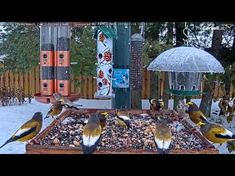 Evening Grosbeaks Flock In Numbers To Ontario Feeders – Nov. 18, 2019
