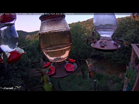 Female Rivoli's Hummingbird Dwarfs Other Feeder Visitors In West Texas – August 24, 2020
