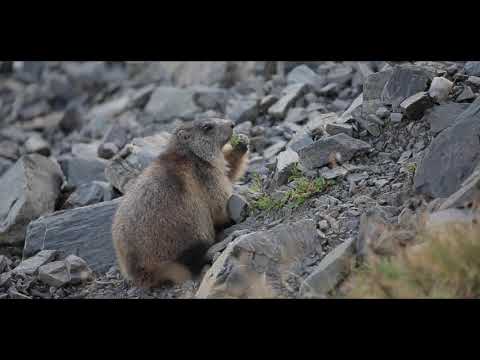 Protect Biodiversity in Romania