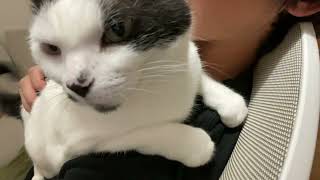 肩乗りうめちになるうめち