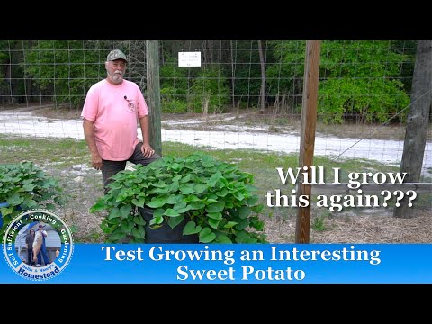 Test Growing a Japanese Sweet Potato for the first time