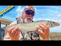 WHITING SQUID HEAVEN In The Wild North West Of Tasmania
