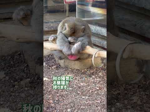 IUCN分類における絶滅の危険性を示す図。