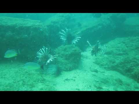 Dancing Lionfish Negombo Scuba Diving Taprobane Divers Sri Lanka