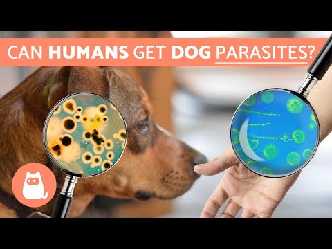 Can Humans Get PARASITES From DOGS? - Zoonotic Diseases