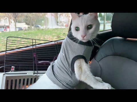 Post Surgery Update on Santi and The Purring Cat