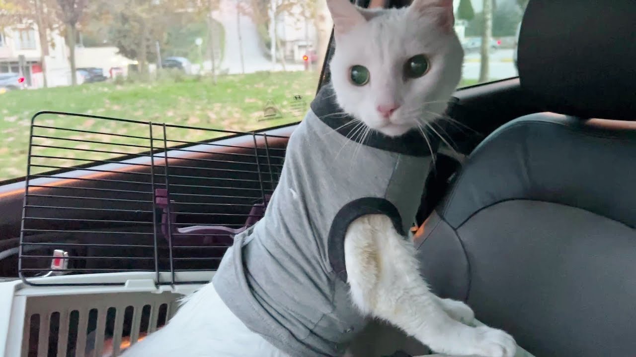 Post Surgery Update on Santi and The Purring Cat