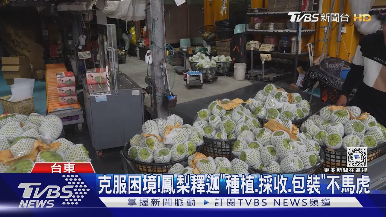 生產管理升級! 台東鳳梨釋迦「恢復外銷」