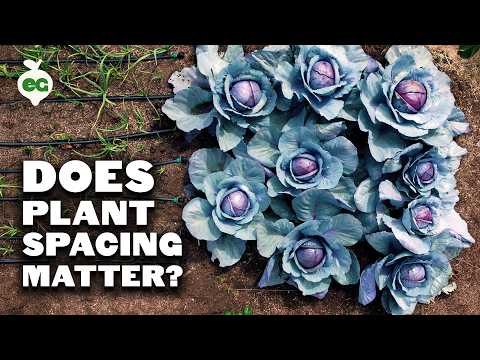 I Tried Growing a Giant Pumpkin Using a Chicken