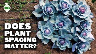 We Ignored Plant Spacing Rules, Here's What Happened