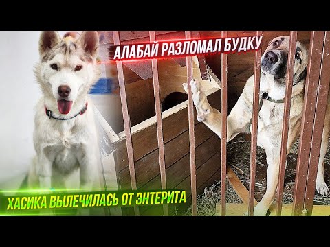 Hasika is healthy! Iriska had surgery. The Alabai continues to break the kennel and is bleeding f...