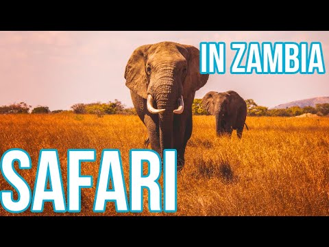 AFRICAN SAFARI in ZAMBIA | What Happens on Safari