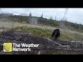 Bear charges hunter in Canada backcountry