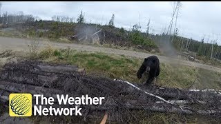 Bear charges hunter in Canada backcountry (1080P)