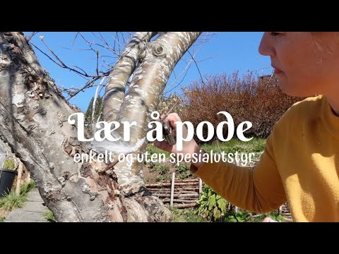 Lær å pode - enkelt og uten spesialutstyr