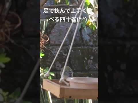 冬にシジュウカラはどこにいますか？渡り鳥なのでしょうか？  庭園