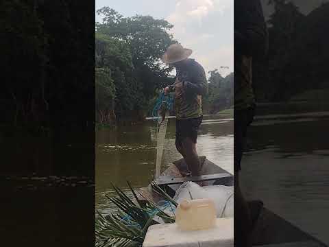 Bodó e mais bodó rio mearim povoado boqueirão município Matões do Norte MA