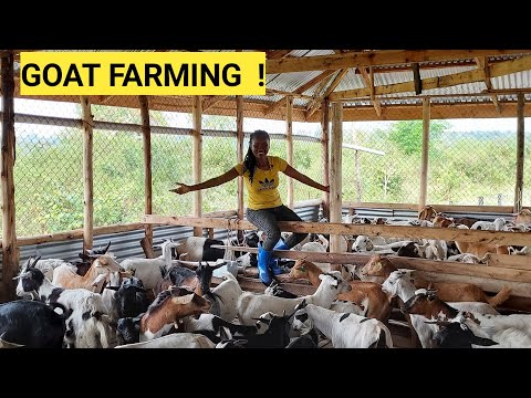 , title : 'The Cost Of Starting A Profitable GOAT Farming BUSINESS For Beginners!'