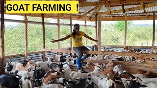The Cost Of Starting A Profitable GOAT Farming BUS