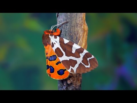 download lagu mp3 mp4 Arctia Caja, download lagu Arctia Caja gratis, unduh video klip Download Arctia Caja Mp3 dan Mp4 Youtube Gratis