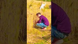 Download lagu gehu Katai #trending #comedy #funny #shorts #youtubeshorts #status #sad #viral #video mp3 Download lagu gehu Katai #trending #comedy #funny #shorts #youtubeshorts #status #sad #viral #video mp3