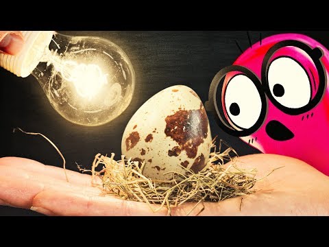 EXPERIMENT: Hatching Eggs from a Grocery Store!