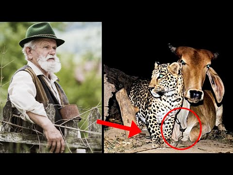 , title : 'Fazendeiro intrigado instala câmera para descobre porque Leopardo visitava  Vaca todas as noites!'